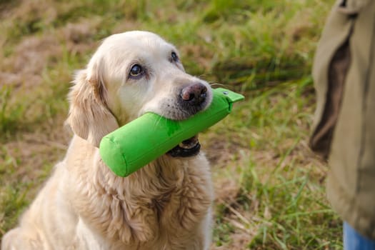Portrait from old senior Golden Retriever with green Dummy
