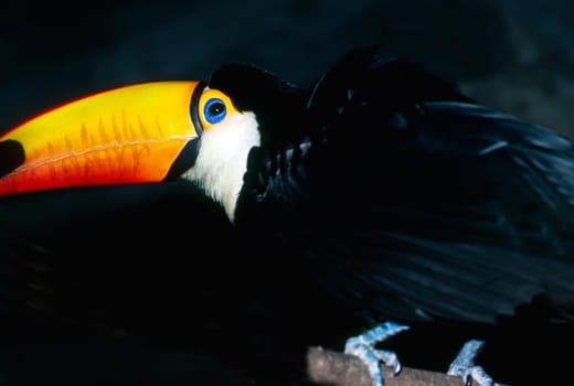 Close up of a Toucan