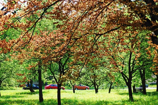Summer day in the park