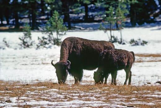 Bison with calf grazing in Wyoming