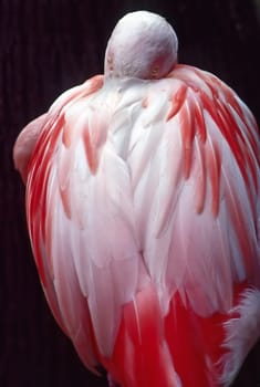 Flamingo resting in pond