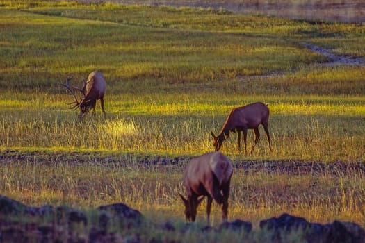 Group of Elk grazing, Wyoming