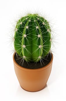 Decorative cactus in flower pot isolated on white background. 3D illustration.