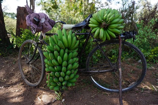 Bycicle heavily loaded with fresh bananas, Fort Portal, Uganda 2021