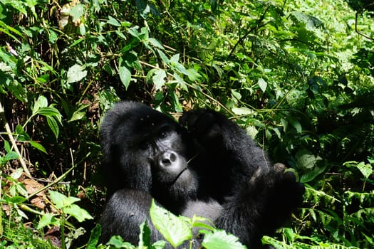 Big silverback mountain gorilla observing the park visitors at Bwindi Impenetrable Forest, Uganda