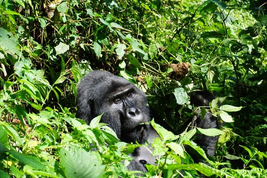 Silverback mountain gorilla eating and looking at the visitors at Bwindi Impenetrable Forest, Uganda