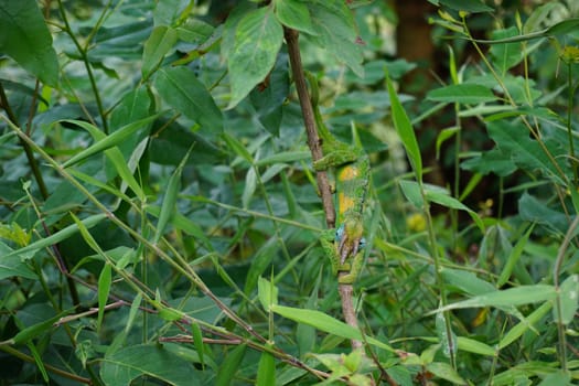 Male Jackson's Chameleon spottet next to the trail at Bwindi impenetrable forest, Uganda