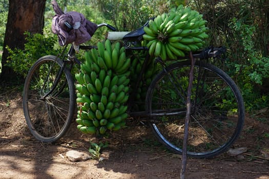 Old rustily bycicle used to transport freshly harvested bananas, Fort Portal, Uganda