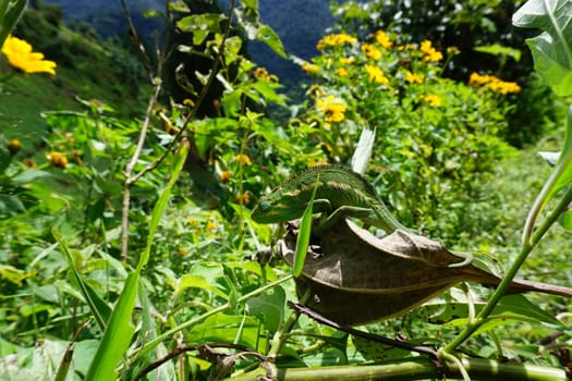 Female Jackson's Chameleon climbing on a small branch at Bwindi impenetrable forest, Uganda