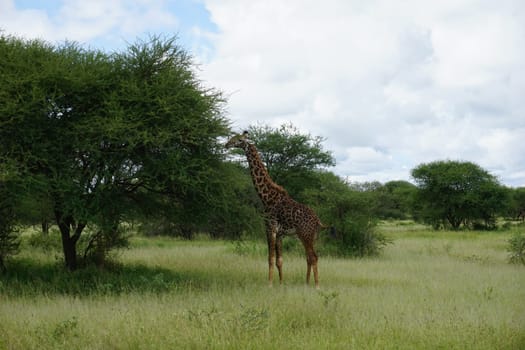Beautiful Masai Giraffe who is about to eat, Tarangire National Park, Tanzania 2021
