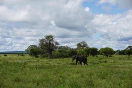 Beautiful African Elephant walking in front of a breathtaking landscape in Tarangire National Park, Tanzania 2021