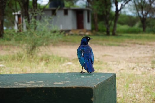 Superb starling, shiny blue bird waiting to be fed on a safari break, Tanzania 2021