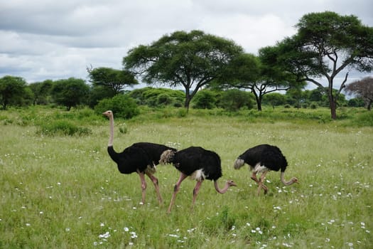 Three ostriches in the Tarangire National Park, Tanzania 2021