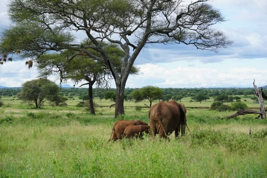 Small elephant family leaving, showing us their bottoms, Tarangire National Park, Tanzania 2021