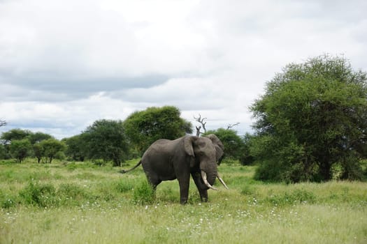 Giant male African Elephant discovered in the Tarangire National Park, Tanzania 2021