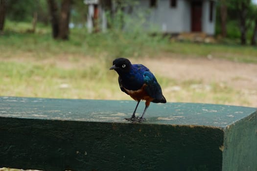 Curious superb starling, curious and fearless blue bird in the Serengeti, Tanzania 2021