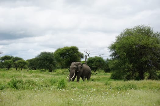 Lone elephant bull, african elephant, caught in the Tarangire National Park, Tanzania 2021