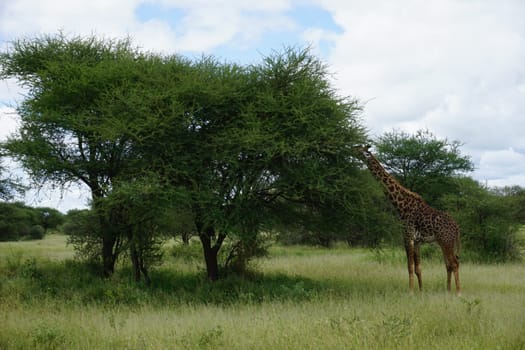 Masai Giraffe sticking its head into a tree for a meal, Tarangire National Park, Tanzania 2021
