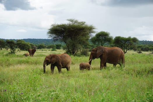 Beautiful elephant family with little baby in the Tarangire National Park, Tanzania 2021