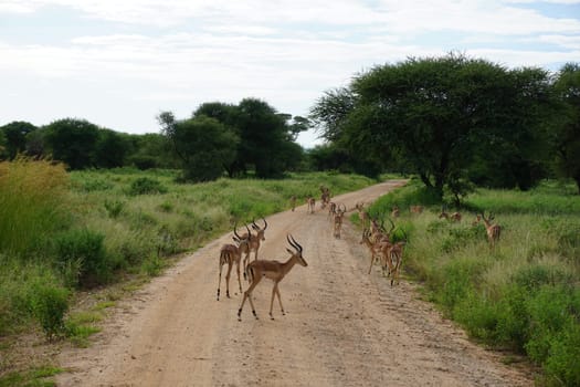 Female Impalas crossing the road in the Tarangire National Park, Tanzania 2021