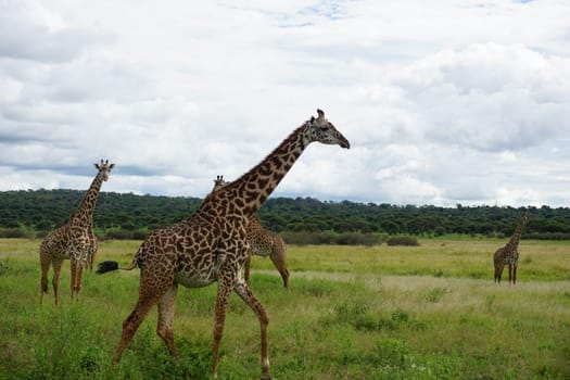 Passing the tall Masai Giraffes in the Tarangire National Park, Tanzania 2021