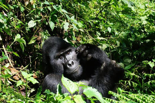 Eye contact with a silverback mountain gorilla at Bwindi Impenetrable Forest, Uganda