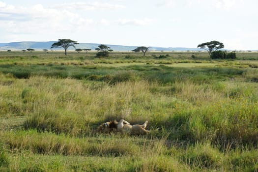 Male lion sleeping and recovering after hunting in the Serengeti, Tanzania 2021