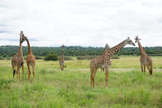 A group of Masai Giraffes spotted in the Tarangire National Park, Tanzania 2021