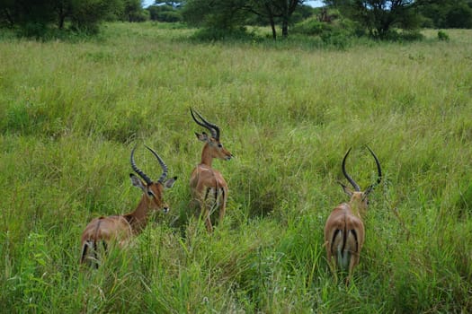 Three female Impala Antelopes waiting in the high grass, Tarangire National Park, Tanzania 2021
