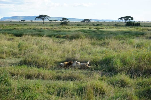 Sleepy and lazy male lion recovering in the savanna of the Serengeti, Tanzania 2021