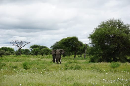 A lone african bull elephant, large and beautiful creature, Tanzania 2021