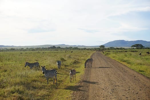 Group of zebras gathering at the golden hour close to the road in the Serengeti, Tanzania 2021