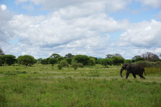 An African Elephant that we passed in the Tarangire National Park, Tanzania 2021