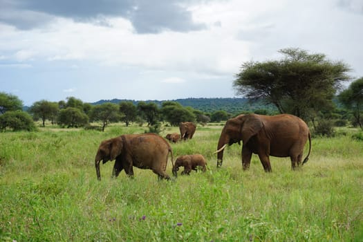 Beautiful elephant family taking care of the baby elephant, Tarangire National Park, Tanzania 2021