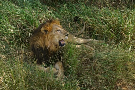 Lazy male lion relaxing in the shade in the Serengeti, Tanzania 2021