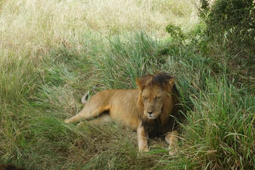Male lion relaxing in the shade in the Serengeti, Tanzania 2021
