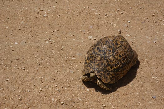 Tortoise, turtle found in the middle of the road on our game drive throught the Serengeti, Tanzania 2021