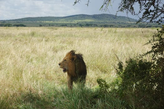 Male lion, observing the surroundings in the Serengeti, Tanzania 2021