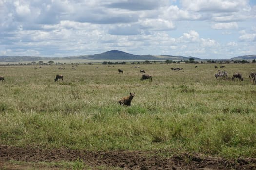 Hyena exploring the grass land of the Serengeti, Tanzania 2021