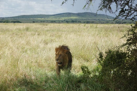Male lion looking for a place to sleep and relax in the shade, Serengeti, Tanzania 2021