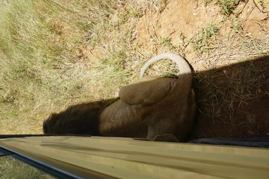 Intimidating lion hiding very close to our car, hiding in its shade, Serengeti, Tanzania 2021