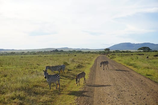 Group of Zebras at golden hour in the Serengeti, Tanzania 2021