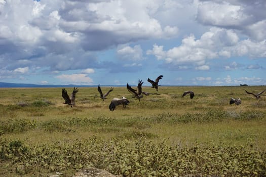 Group of vultures flying away, Serengeti National Park, Tanzania 2021