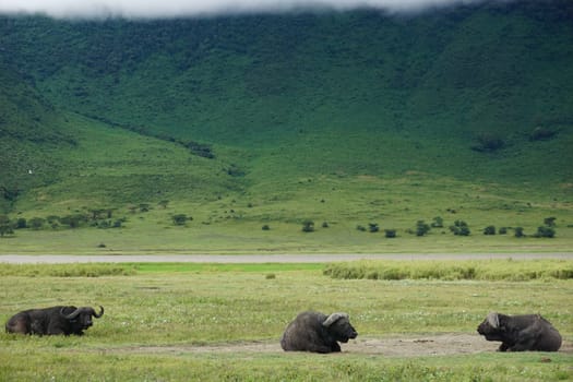 Group of water buffalos relaxing in the Ngorongoro Crater, Tanzania 2021