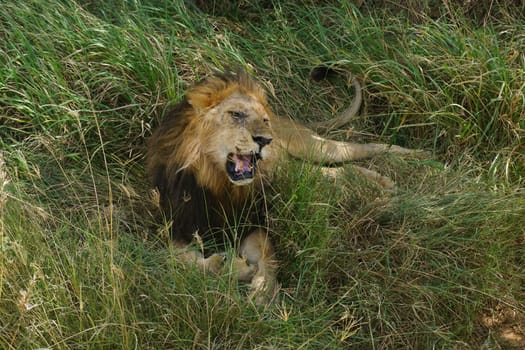 Majestic male lion, relaxing in the shade in the Serengeti, 2021