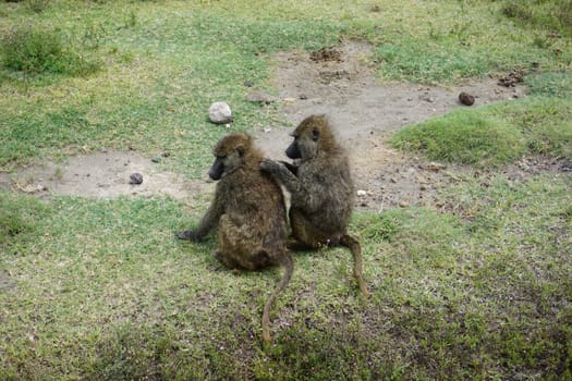 Two monkeys lousing each other in Ngorongoro Crater, Tanzania 2021
