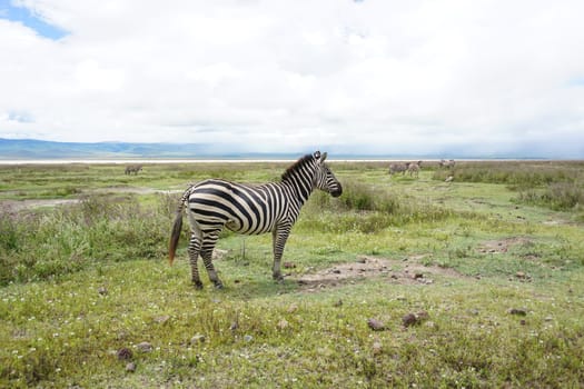 A Zebra in the Ngorongoro Crater National Park, Conservation Area, Tanzania 2021