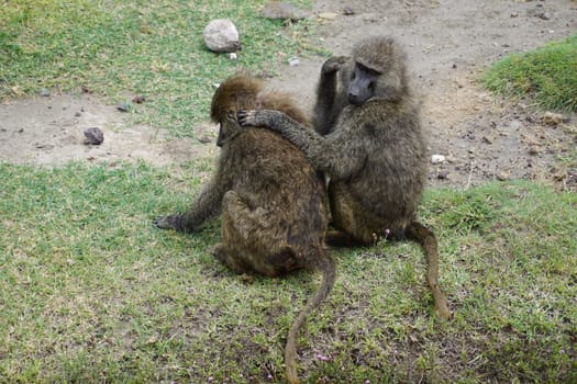 A bonding ritual of baboon monkeys, lousing each other, Ngorongoro Crater, Tanzania 2021