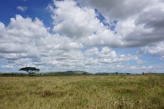 The vast bush lands of the Serengeti National Park, Tanzania 2021