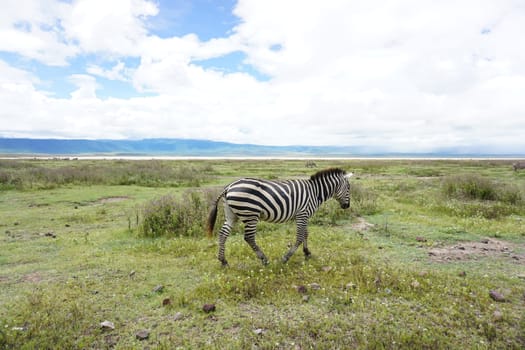 Close-up on a beautiful Zebra in the Ngorongoro Crater National Park, Tanzania 2021